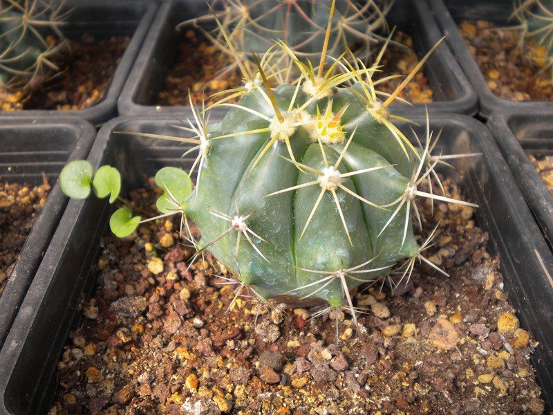 Ferocactus pottsii v. alamosensis 