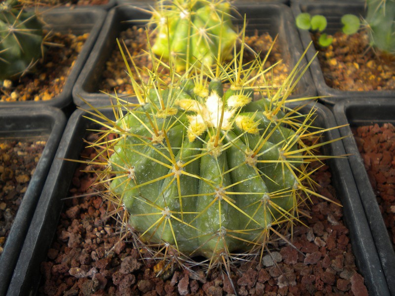 Ferocactus reppenhagenii 