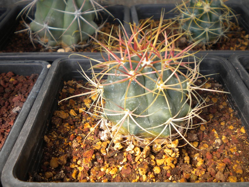 Ferocactus cylindraceus 