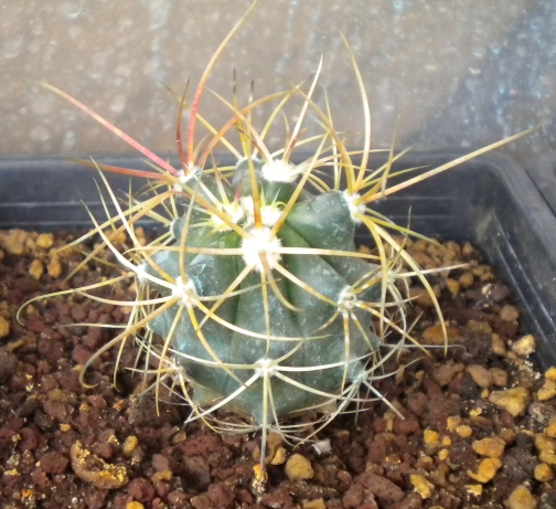 Ferocactus cylindraceus v. rostii 