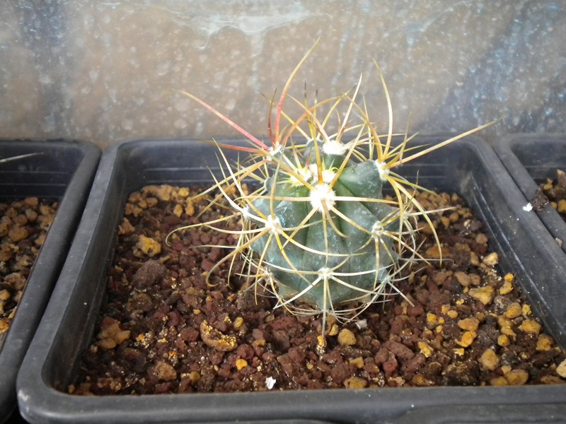 Ferocactus acanthodes v. rostii 