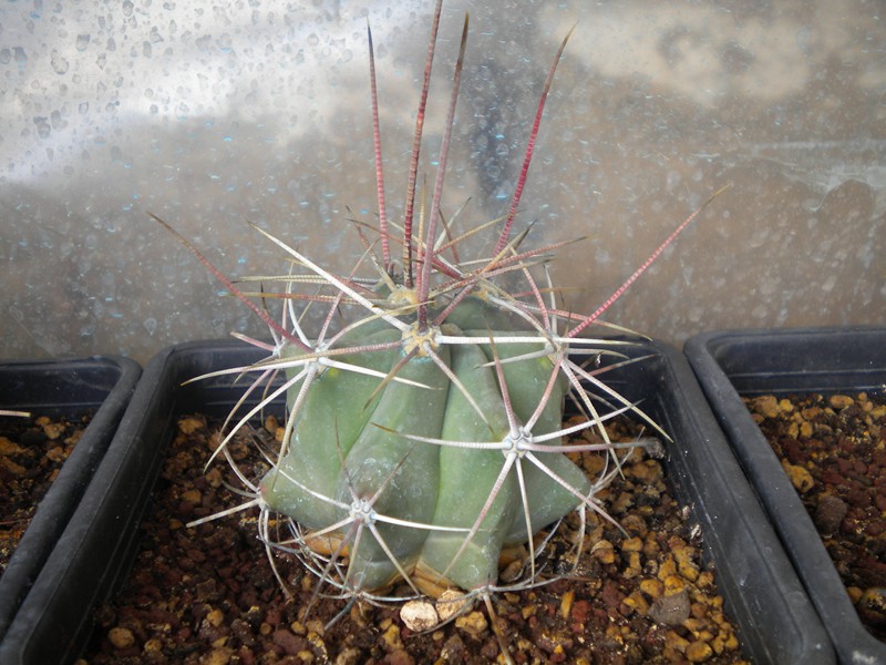 Ferocactus emoryi ssp. rectispinus 