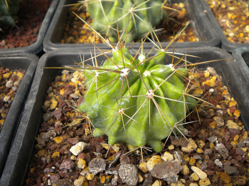 Ferocactus echidne 