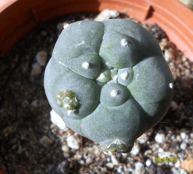 Lophophora fricii cv. kikko 