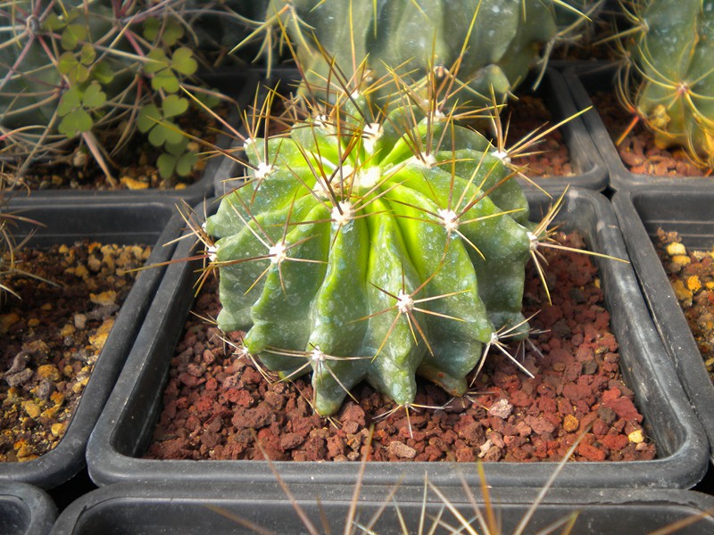 Ferocactus echidne v. victoriensis 