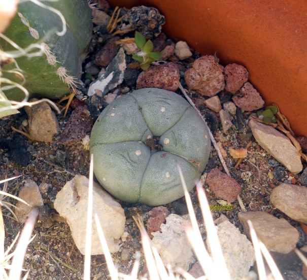 Lophophora williamsii 