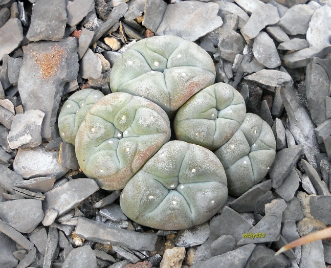 Lophophora williamsii 