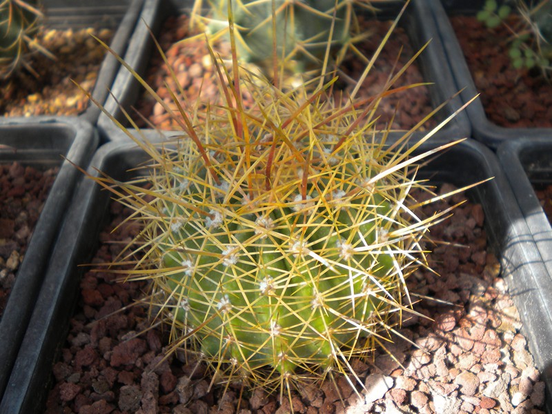 Ferocactus alamosanus 