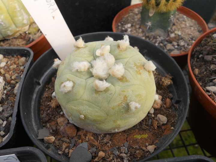 Lophophora williamsii v. lutea 