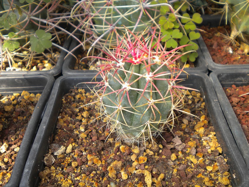 Ferocactus gracilis 