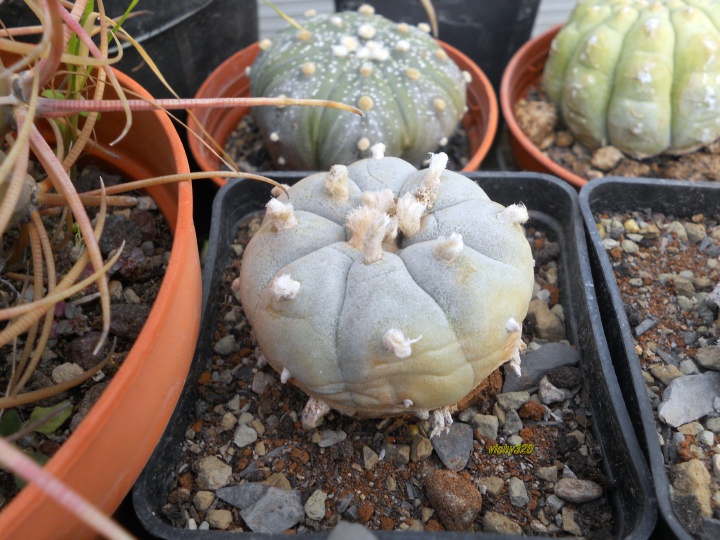 Lophophora williamsii 