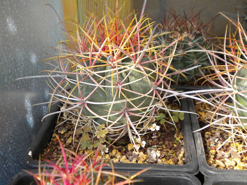 Ferocactus cylindraceus ssp. eastwoodiae 