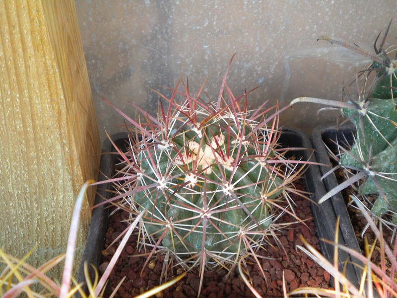 Ferocactus viridescens 