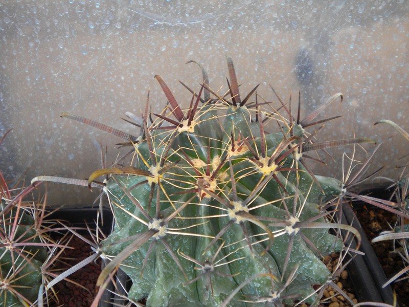 Ferocactus wislizeni ssp. herrerae 