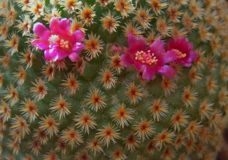 Mammillaria crucigera 