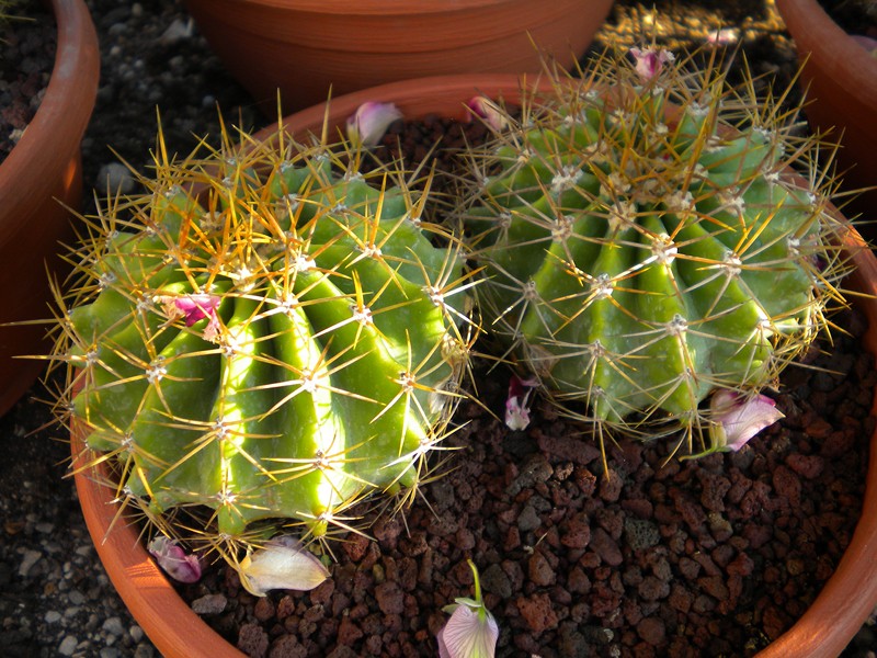 Ferocactus schwarzii 