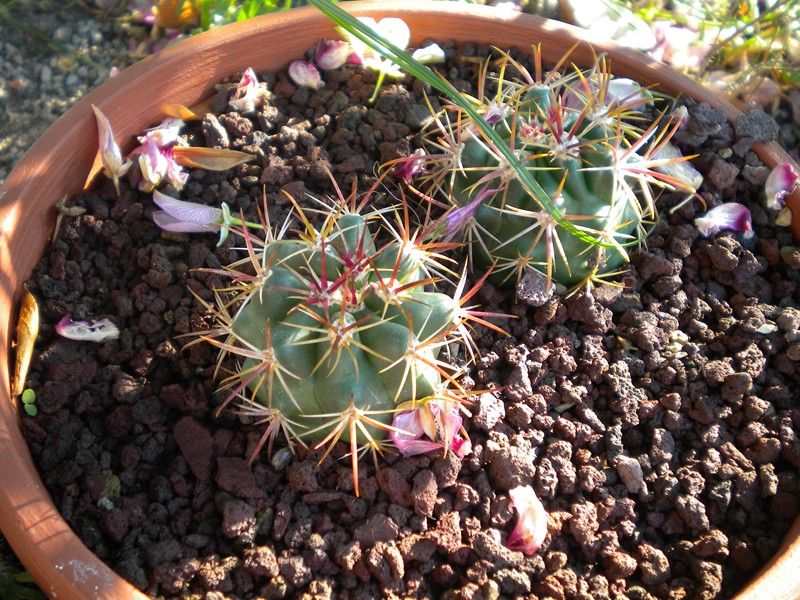 Ferocactus fordii 