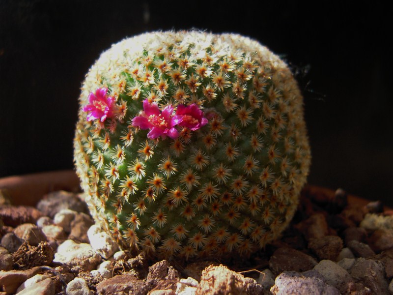 Mammillaria crucigera 