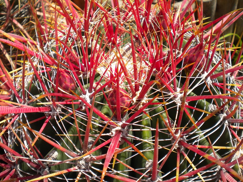 Ferocactus gracilis ssp. coloratus 