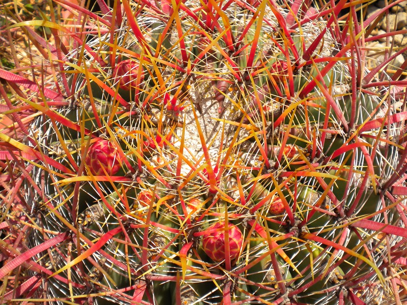 Ferocactus cylindraceus ssp. tortulispinus 