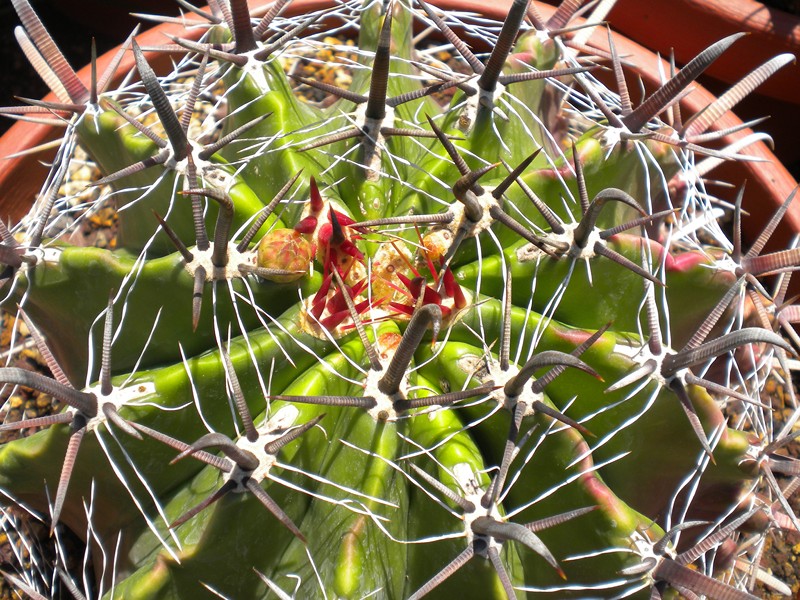 Ferocactus wislizeni 