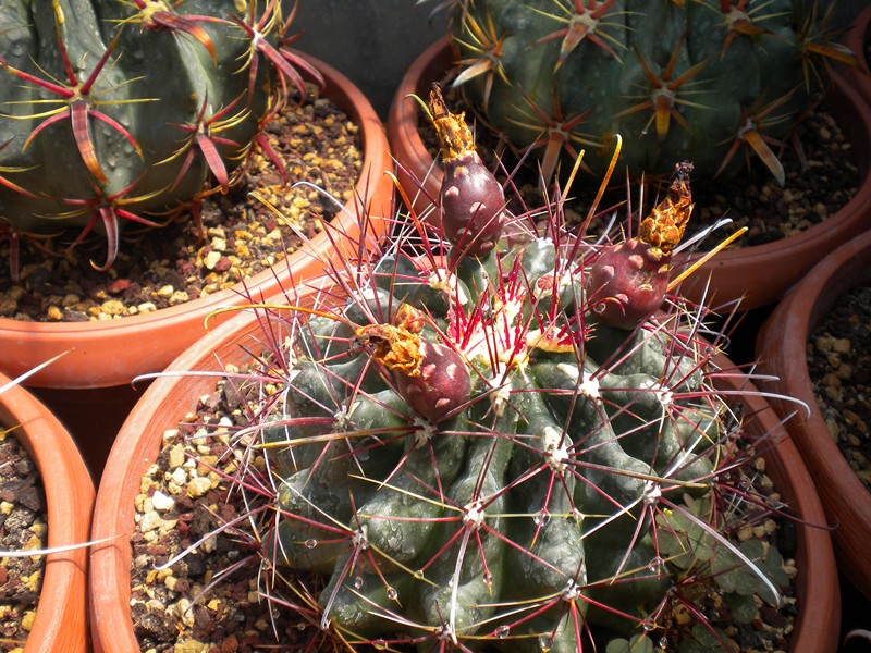 Ferocactus hamatacanthus 