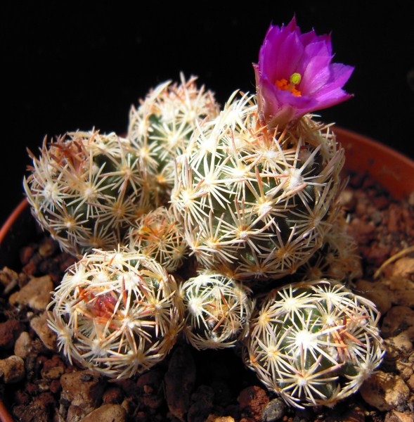 Escobaria minima 