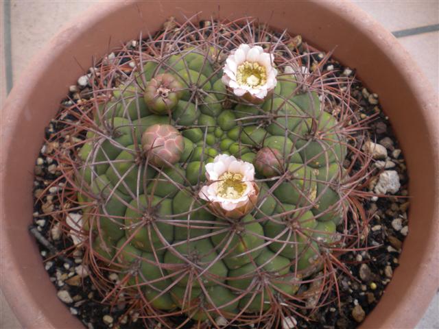 Gymnocalycium saglionis 