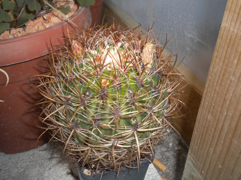 Ferocactus viridescens ssp. littoralis 
