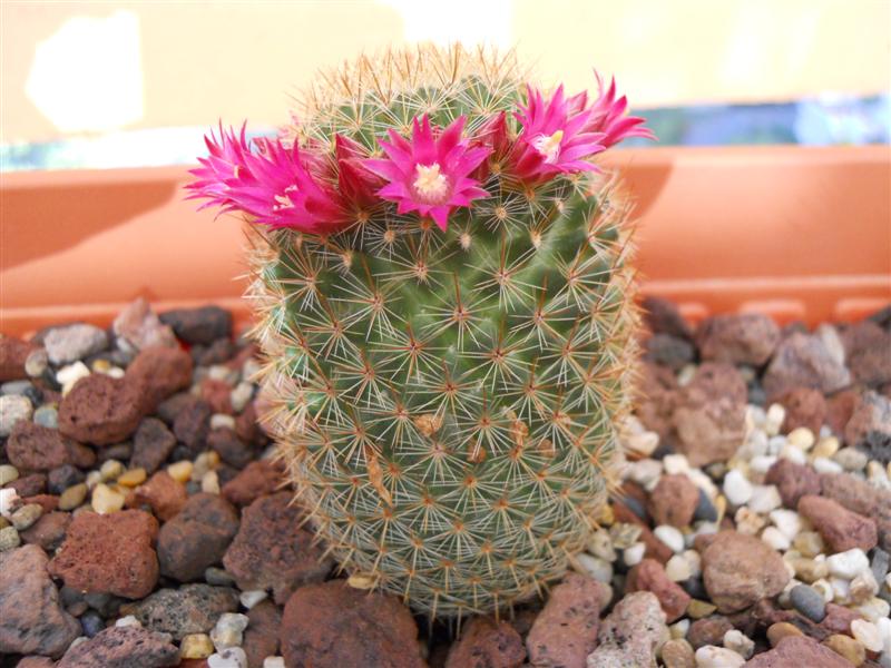 Mammillaria backebergiana 