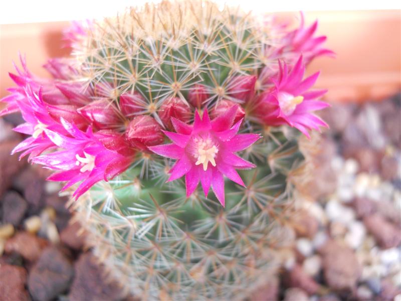 Mammillaria backebergiana 