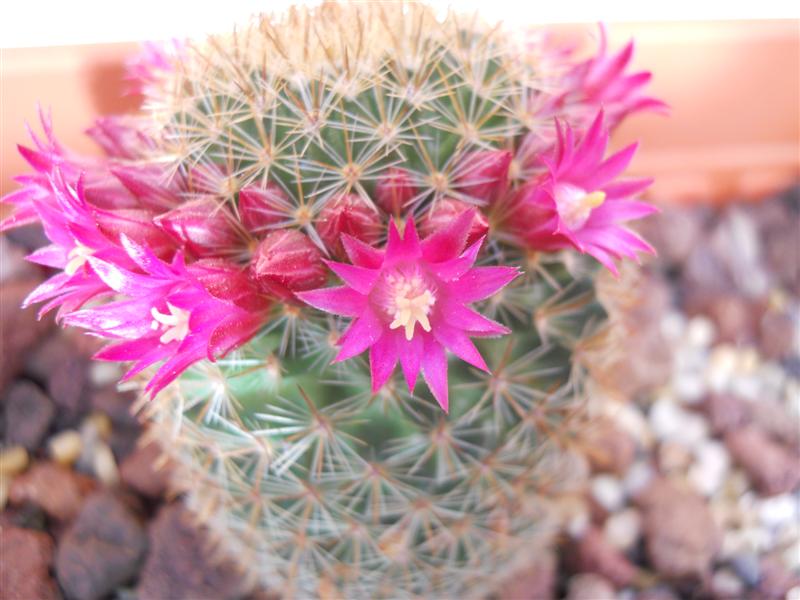 Mammillaria backebergiana 