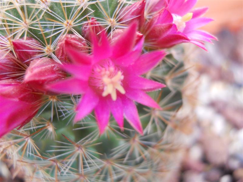 Mammillaria backebergiana 