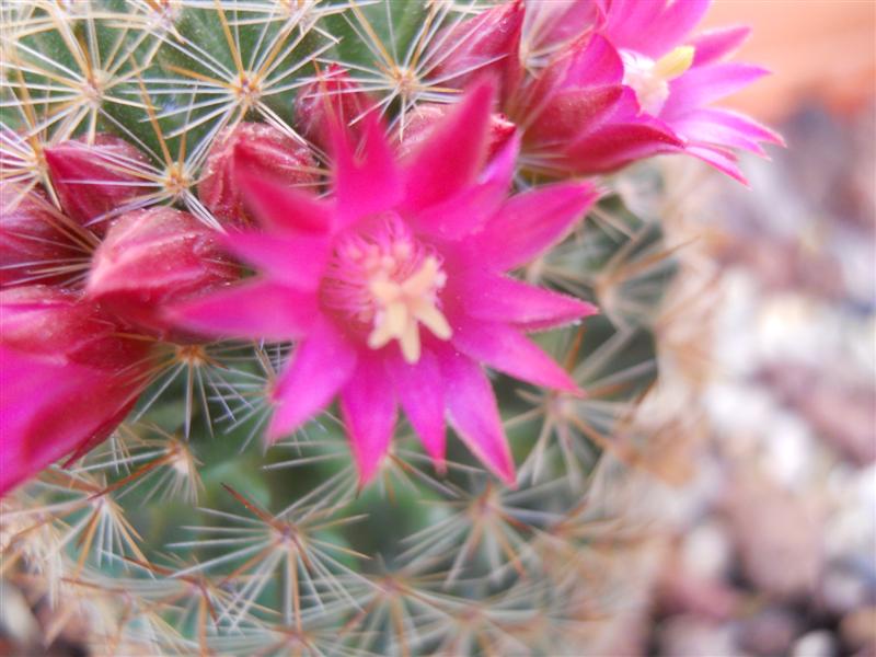 Mammillaria backebergiana 