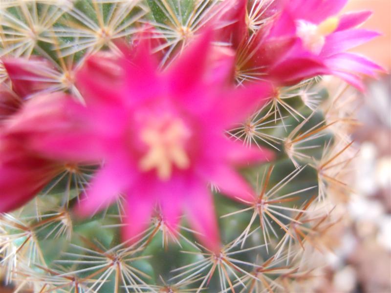 Mammillaria backebergiana 