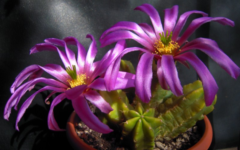 Echinocereus viereckii ssp. morricalii 