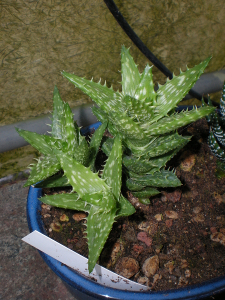 Aloe squarrosa 
