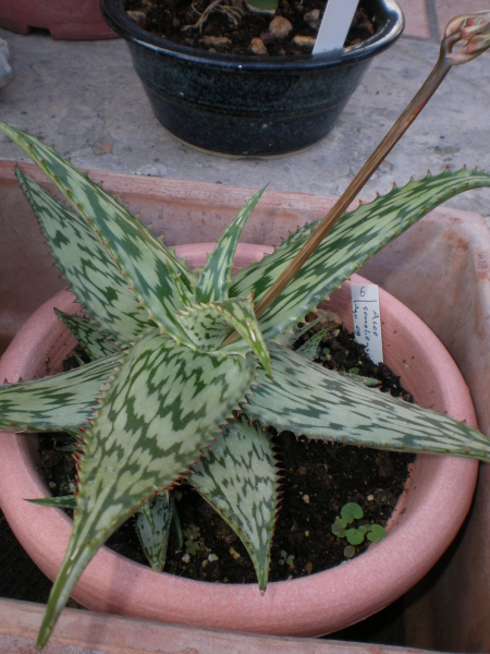 Aloe somaliensis 