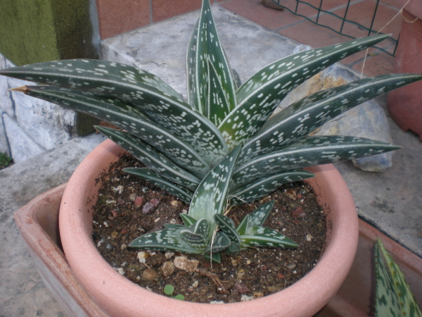 Aloe variegata 