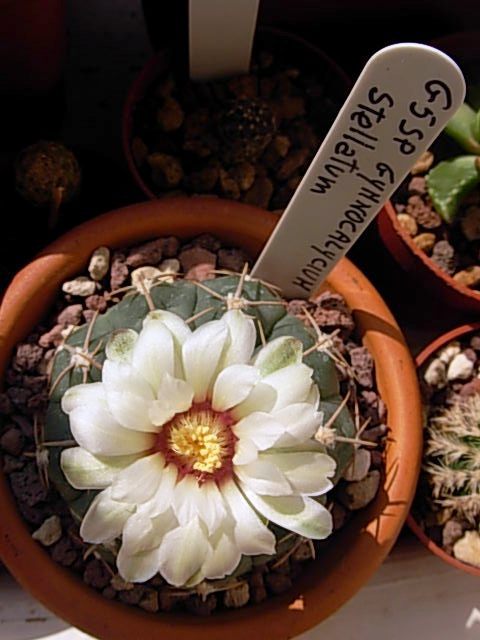 Gymnocalycium stellatum 