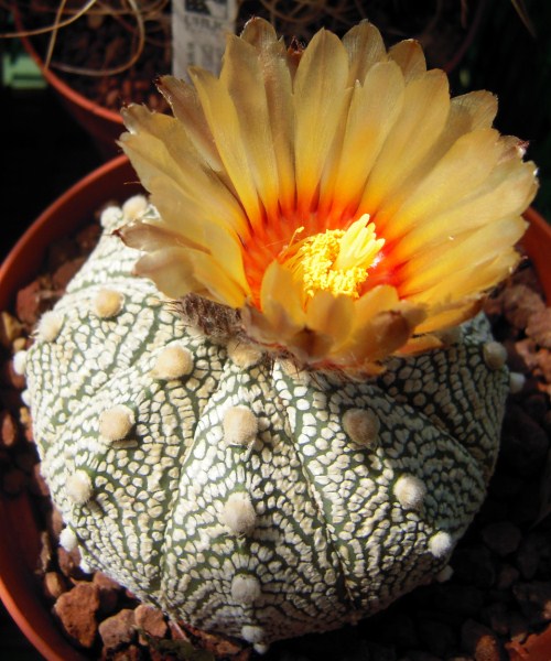 Astrophytum asterias cv. super kabuto 