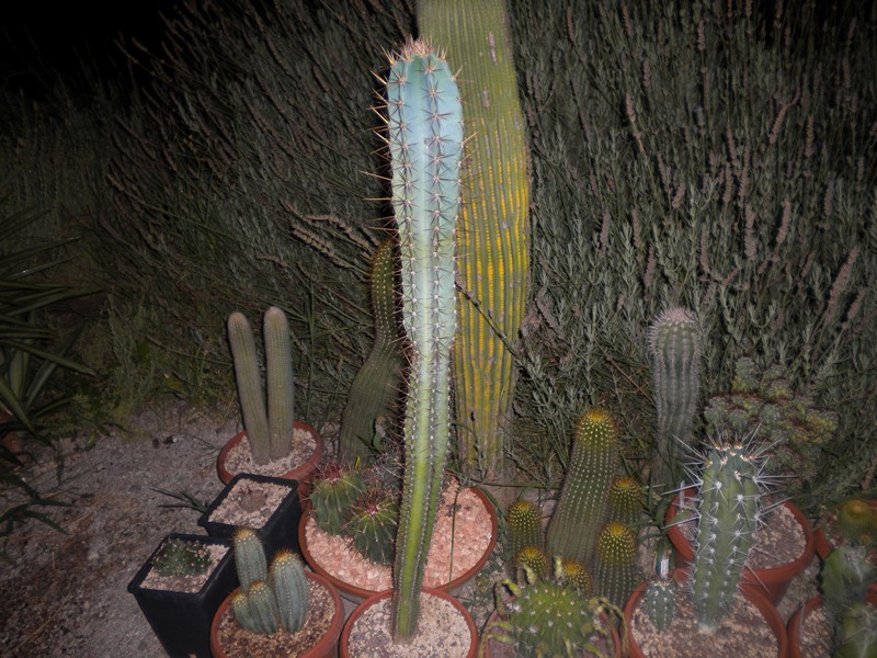 Cereus hankeanus 