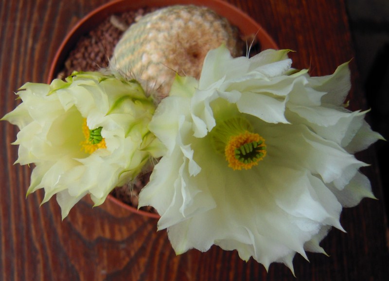 Echinocereus reichenbachii v. albispinus 