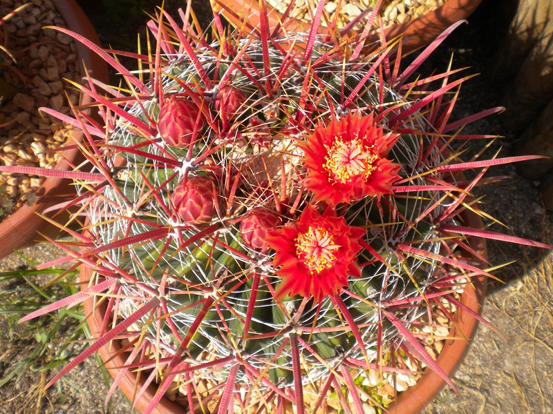 Ferocactus gracilis ssp. coloratus 