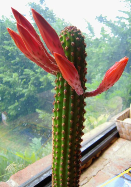 Hildewintera hybrid alpha 