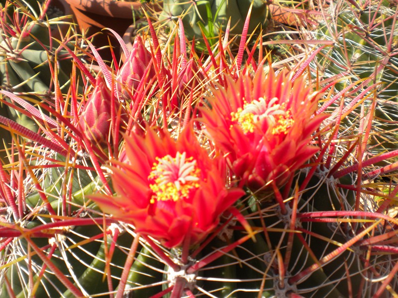 Ferocactus gracilis ssp. coloratus 