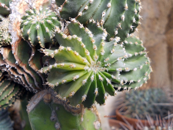 Geohintonia mexicana f. variegata 