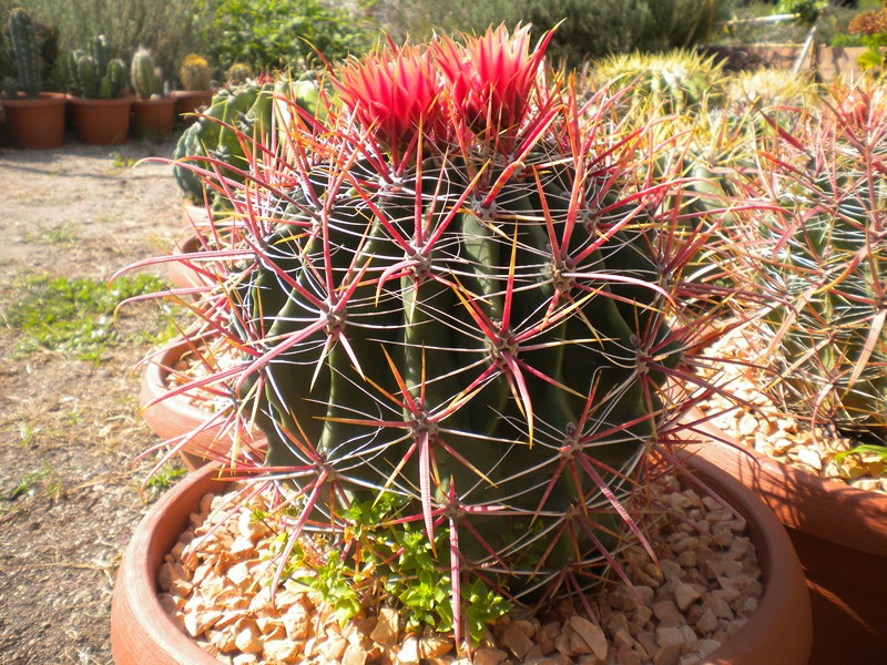 Ferocactus gracilis ssp. coloratus 