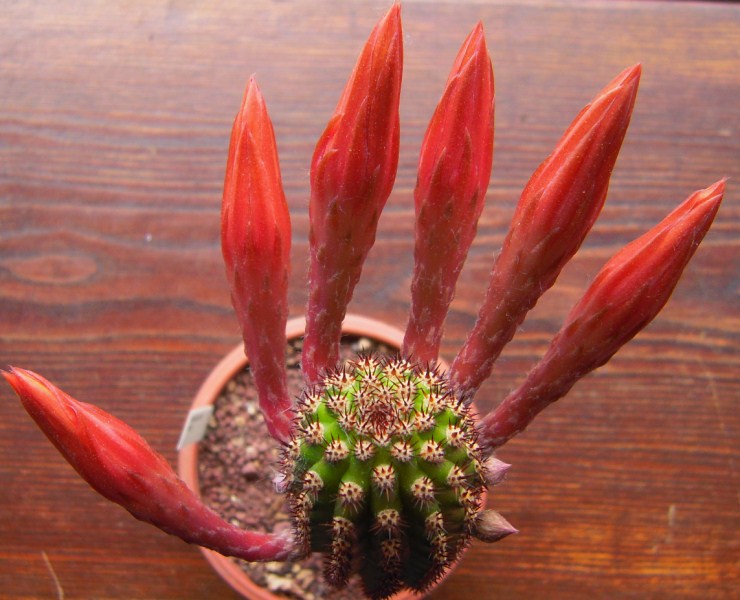 Hildewintera hybrid alpha 