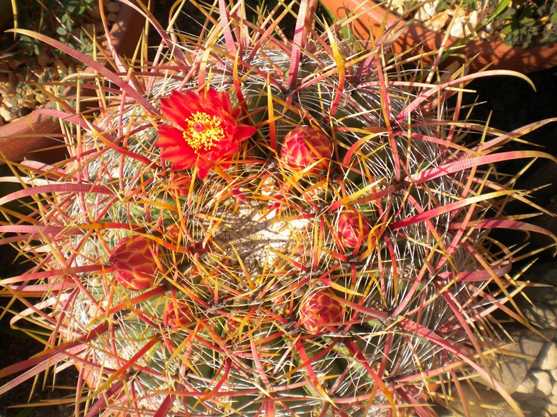 Ferocactus cylindraceus ssp. tortulispinus 